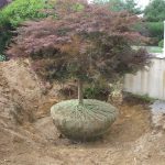 tree planting services