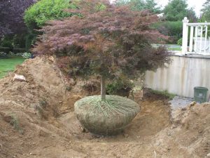 tree planting services