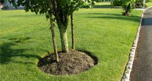 mulching tree and lawn services