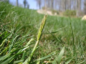 weed grass sterling