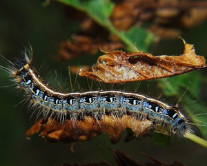 Caterpillar removal