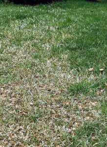 mildew lawn spraying