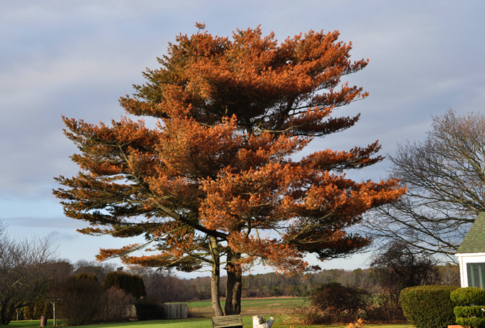 Saving Salt Damaged Trees - Sterling Tree and Lawn - East End Long Island