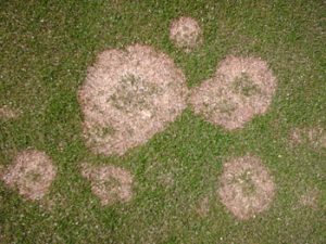 snow mold on long island landscape