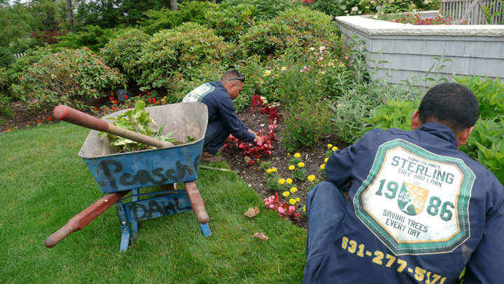 sterling tree and lawn landscape