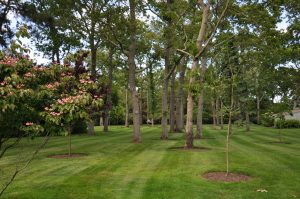 Tree Care Long Island Property