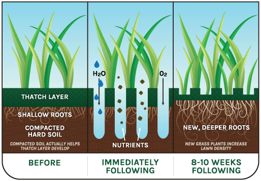 Aeration and Seeding